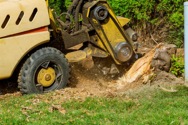 Best Hazardous Tree Removal  in Park City, IL